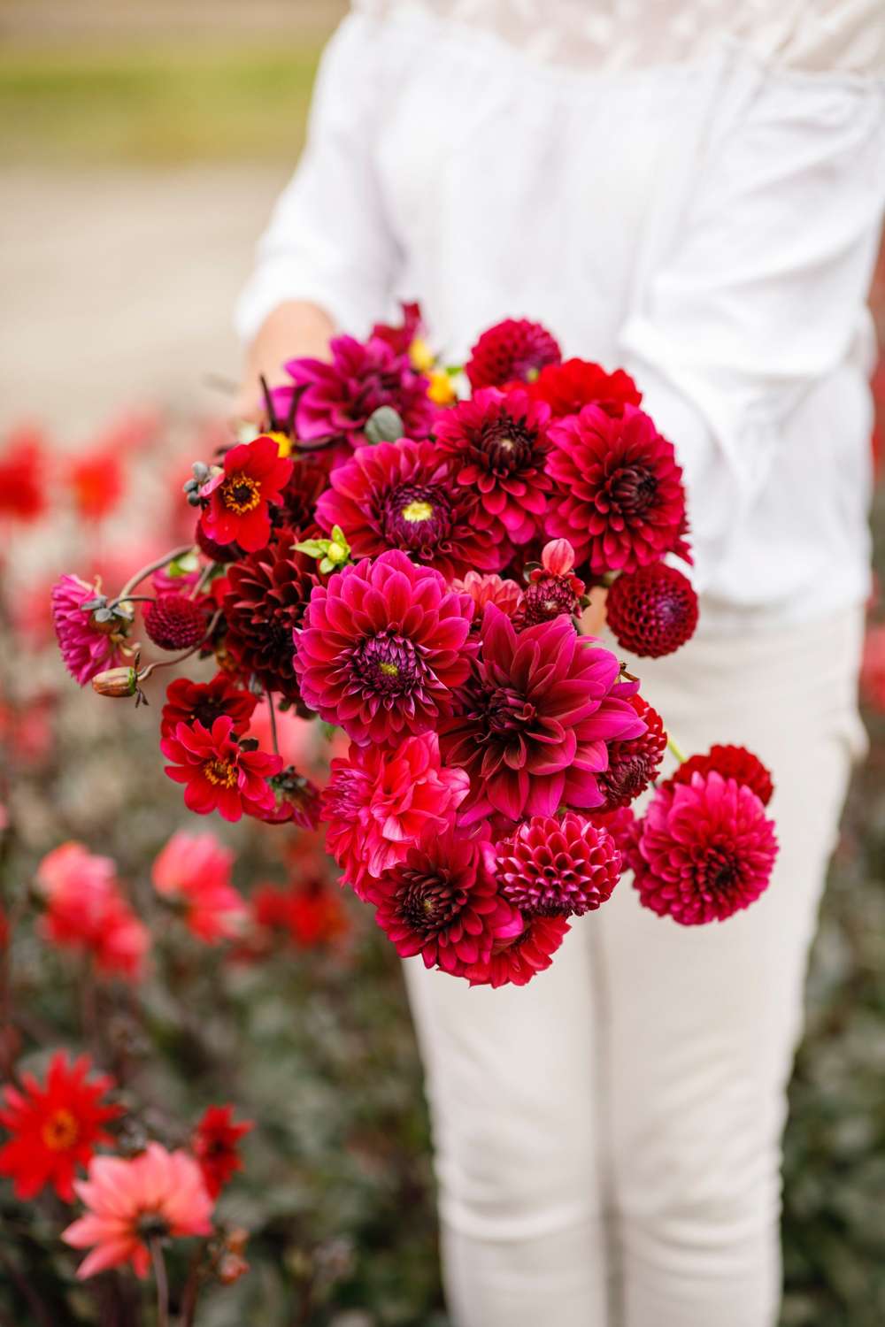 Dahliamix 'Kathrine'